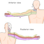 [doctormodu]2 cervical dermatome