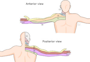 04 경추신경근병증(Cervical radiculopathy)