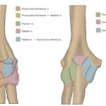 [doctormodu]1 nerve dermatome