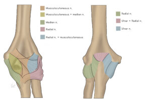 01 팔꿈치 통증과 관련 신경