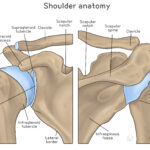 [doctormodu]1 shoulder anatomy