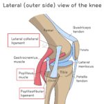 [doctormodu]1 LCL knee anatomy