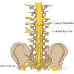 [doctormodu]1 cauda equina anatomy