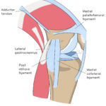 [doctormodu]1 knee MCL anatomy 무릎 내측