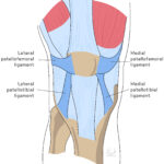 [doctormodu]1 knee patella ligament anatomy