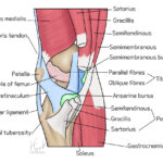 [doctormodu]1 pes anserine bursa anatomy