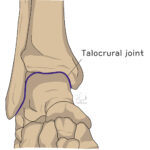 [doctormodu]1 talocrural joint