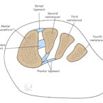 [doctormodu]2 lisfranc ligament anatomy coronal view