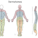 [doctormodu]2 lumbar dermatome