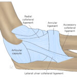 [doctormodu]2 secondary ligaments