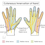 [doctormodu]3 hand dermatome
